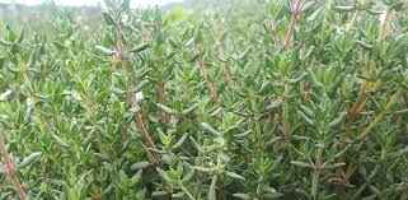 Thym d’Hiver Frais (Premium) from Kenya